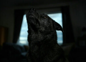 Un perro negro aullando mientras mira hacia arriba, mostrando tensión y alerta dentro de una habitación con poca luz. Sus orejas están erguidas y su postura sugiere angustia, como si percibiera un desastre natural inminente.